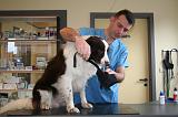 BORDER COLLIE - MUSELIERE 002